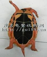 黃新科 （金錢龜、石金錢龜）茂名龜鼈收購網