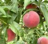 秋蜜桃营养价值及品种—崇明农家乐包吃住