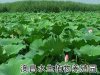 北京公园荷花种苗|环保绿色荷花种苗|五彩缤纷荷花种苗